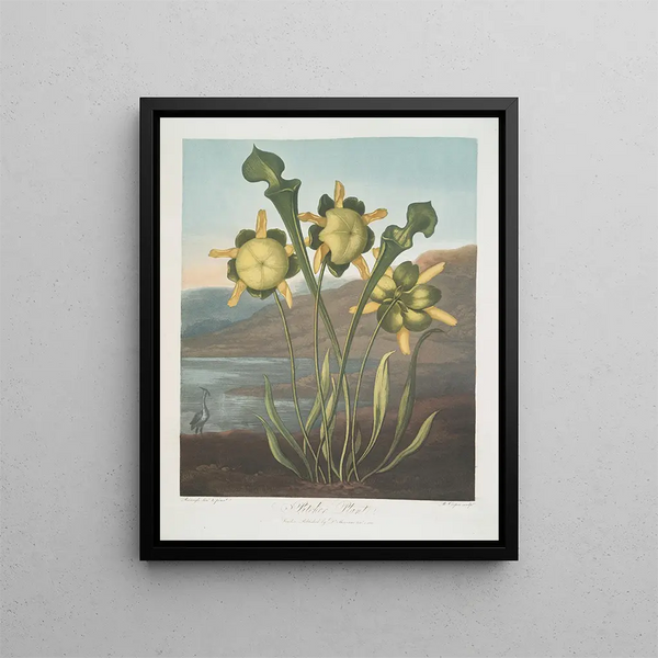 Carnivorous plant painting - Robert John Thornton — framed artwork on a wall