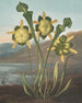 Plant carnivore (case conflict) - Robert John Thornton — artwork view