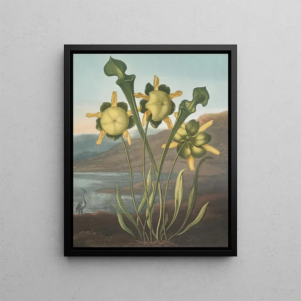 Plant carnivore (case conflict) - Robert John Thornton — framed artwork on a wall