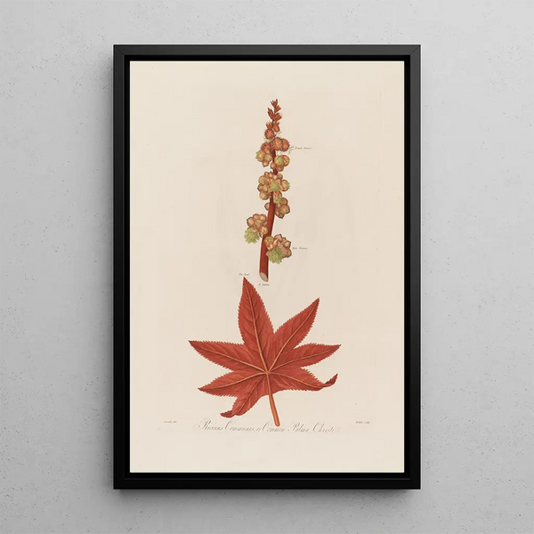 Ricinus communis or Palma Christi commun - Robert John Thornton — framed artwork on a wall