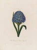 Scilla peruviana or Peruvian hyacinth - Robert John Thornton — artwork view