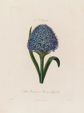 Robert John Thornton - Scilla Peruviana or Peruvian Hyacinth.webp