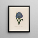 Scilla peruviana or Peruvian hyacinth - Robert John Thornton — framed artwork on a wall