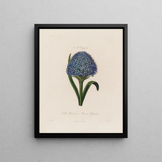 Robert John Thornton - Scilla Peruviana or Peruvian Hyacinth.webp