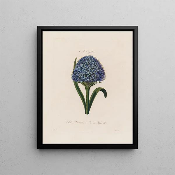 Scilla peruviana or Peruvian hyacinth - Robert John Thornton — framed artwork on a wall