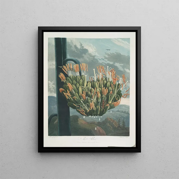 L'Aloès - Robert John Thornton — framed artwork on a wall