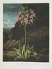 La primevère américaine - Robert John Thornton — artwork view