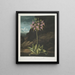 La primevère américaine - Robert John Thornton — framed artwork on a wall