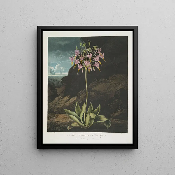 La primevère américaine - Robert John Thornton — framed artwork on a wall