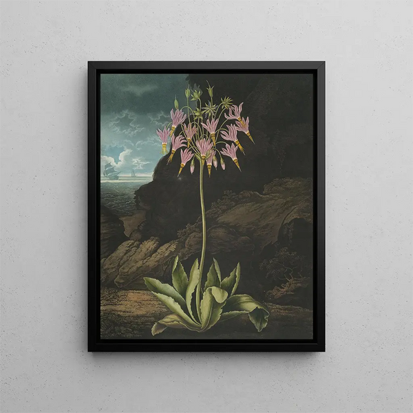 La primevère américaine (case conflict) - Robert John Thornton — framed artwork on a wall