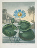 The Egyptian blue water lily - Robert John Thornton — artwork view