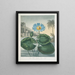 The Egyptian blue water lily - Robert John Thornton — framed artwork on a wall