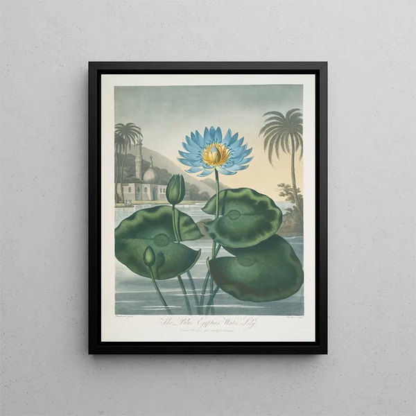 The Egyptian blue water lily - Robert John Thornton — framed artwork on a wall
