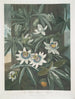 La Fleur de la passion bleue - Robert John Thornton — artwork view