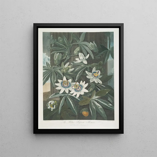 La Fleur de la passion bleue - Robert John Thornton — framed artwork on a wall