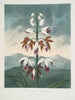 The Chinese Limodoron - Robert John Thornton — artwork view