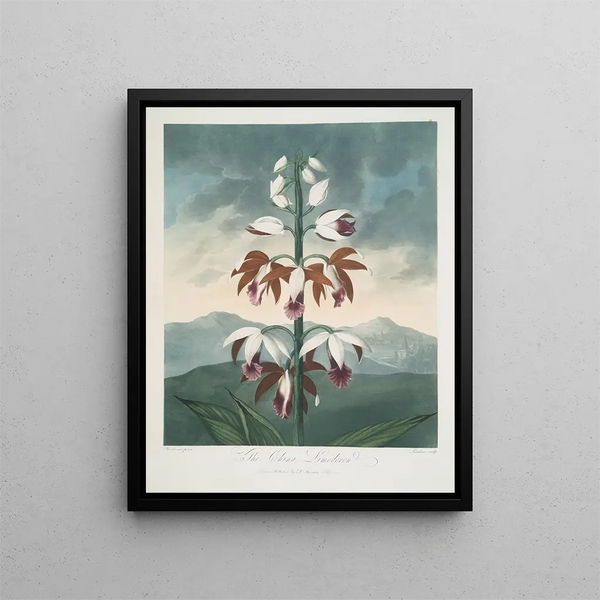 The Chinese Limodoron - Robert John Thornton — framed artwork on a wall