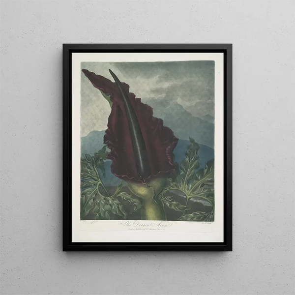 The Dragon arum - Robert John Thornton — framed artwork on a wall