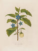 L'Aubergine - Robert John Thornton — artwork view