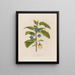 L'Aubergine - Robert John Thornton — framed artwork on a wall