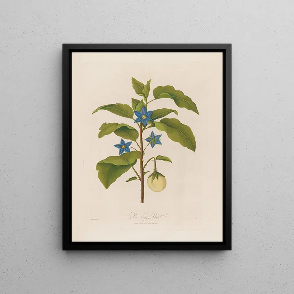 L'Aubergine - Robert John Thornton — framed artwork on a wall