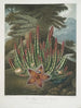 The Stapelia porteur d'asticots - Robert John Thornton — artwork view