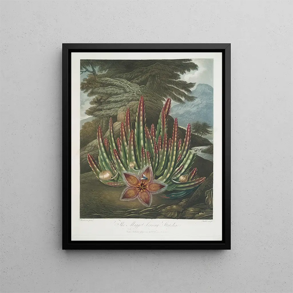 The Stapelia porteur d'asticots - Robert John Thornton — framed artwork on a wall