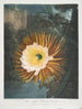 Le Cereus qui souffle la nuit - Robert John Thornton — artwork view