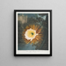 Le Cereus qui souffle la nuit - Robert John Thornton — framed artwork on a wall