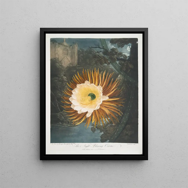 Le Cereus qui souffle la nuit - Robert John Thornton — framed artwork on a wall