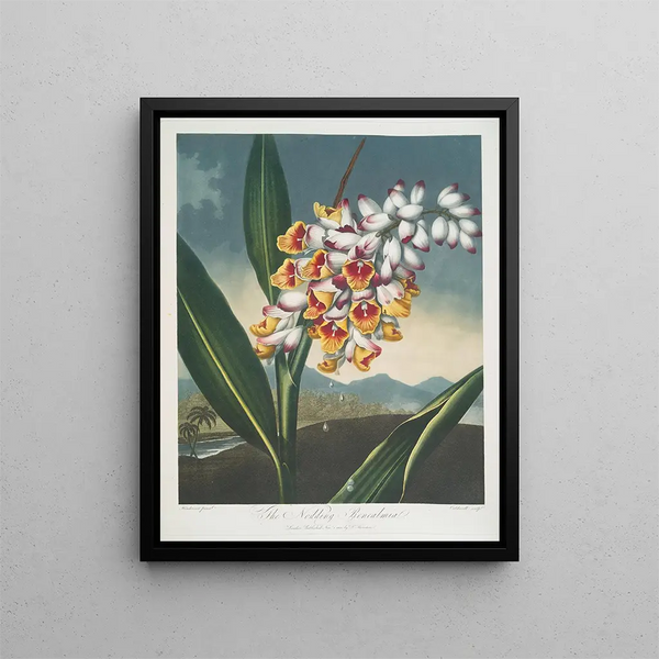 La Renealmia hochant la tête - Robert John Thornton — framed artwork on a wall