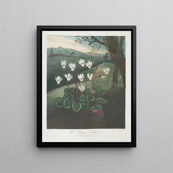 The Cyclamen of Persia - Robert John Thornton — framed artwork on a wall