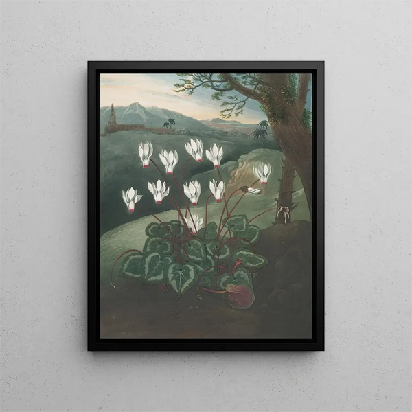The Cyclamen of Persia - Robert John Thornton — framed artwork on a wall