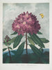 Le Rhododendron pontique - Robert John Thornton — artwork view