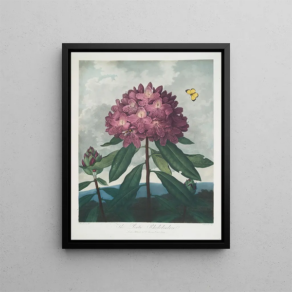 Le Rhododendron pontique - Robert John Thornton — framed artwork on a wall