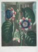 La Passiflore quadrangulaire - Robert John Thornton — artwork view