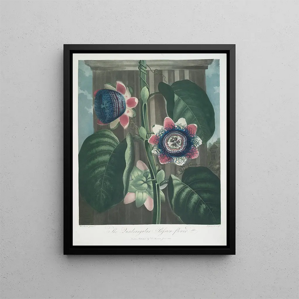 La Passiflore quadrangulaire - Robert John Thornton — framed artwork on a wall