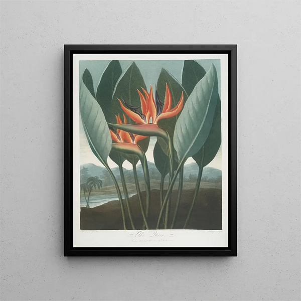 The Queen - Robert John Thornton — framed artwork on a wall