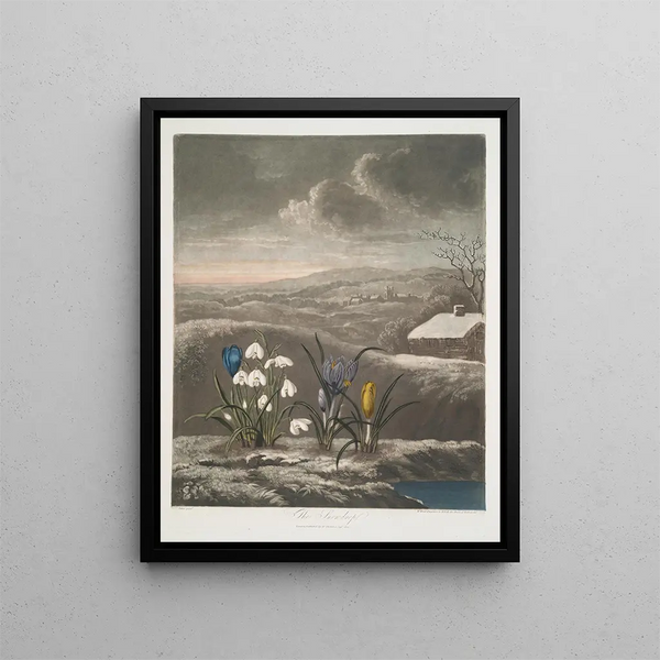 The Snowdrop - Robert John Thornton — framed artwork on a wall