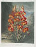 The Magnificent Lily - Robert John Thornton — artwork view