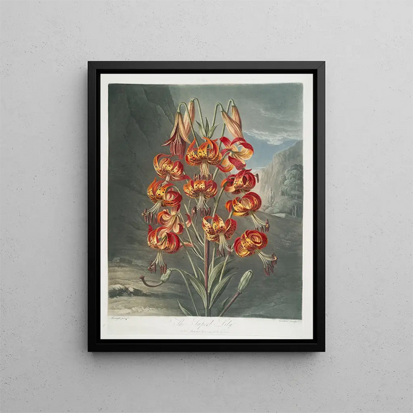 The Magnificent Lily - Robert John Thornton — framed artwork on a wall