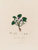 The Fragrant Violet - Robert John Thornton — artwork view