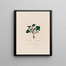 The Fragrant Violet - Robert John Thornton — framed artwork on a wall