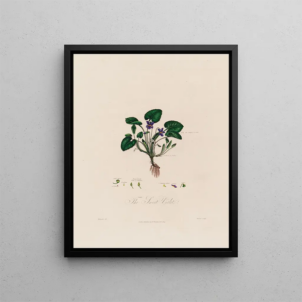 The Fragrant Violet - Robert John Thornton — framed artwork on a wall