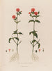 Le Lychnis à deux maisons - Robert John Thornton — artwork view