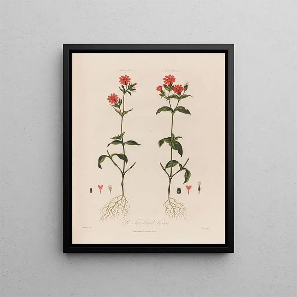 Le Lychnis à deux maisons - Robert John Thornton — framed artwork on a wall