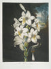 Le Lys blanc aux feuilles panachées - Robert John Thornton — artwork view