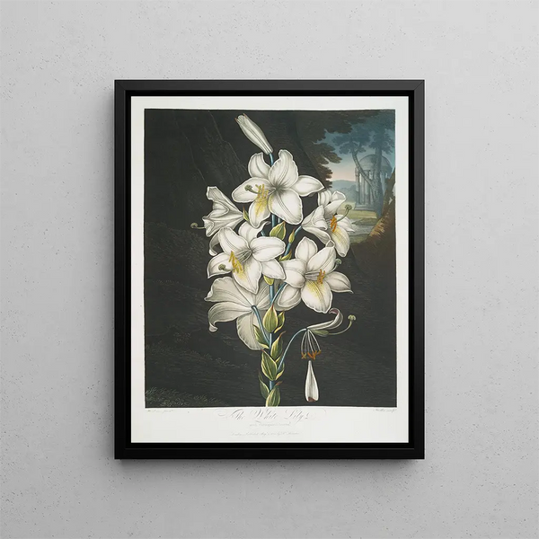 Le Lys blanc aux feuilles panachées - Robert John Thornton — framed artwork on a wall