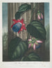 La Passiflore ailée - Robert John Thornton — artwork view