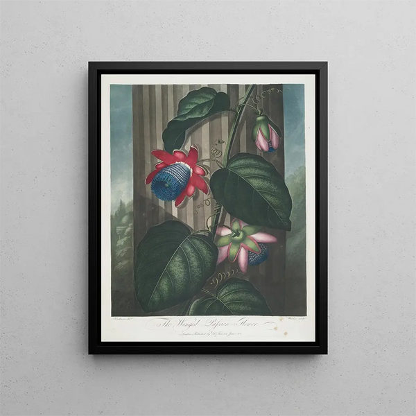 La Passiflore ailée - Robert John Thornton — framed artwork on a wall